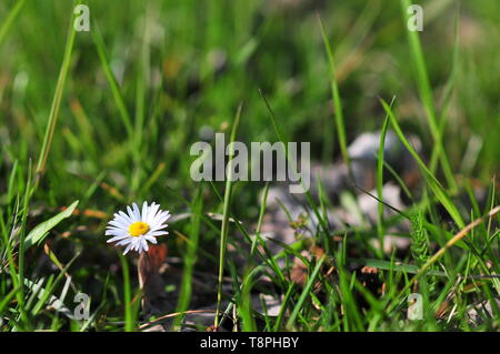 Daisy sur meadow (Bellis perennis) espèces européennes de DAISY. Banque D'Images