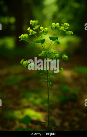L'euphorbe ésule Euphorbia amygdaloides bois fleurs rétro-éclairé avec la lumière du soleil. Banque D'Images