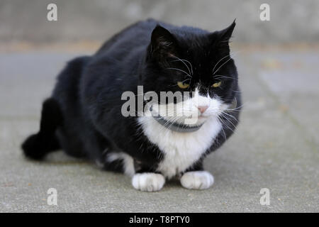 London, UK, UK. 14 mai, 2019. Palmerston le résident chef Mouser du Foreign & Commonwealth Office est vu à Downing Street comme ministres de discuter à propos de Brexit au cours de leur réunion hebdomadaire du cabinet. Credit : Dinendra Haria SOPA/Images/ZUMA/Alamy Fil Live News Banque D'Images