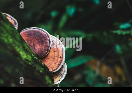 Champignons sauvages brun sur un arbre dans la forêt tropicale au parc national Khao Yai Thaïlande Banque D'Images