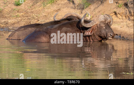 Au soleil d'Afrique dans l'eau en fin d'après-midi soleil, photographiée au Parc National Kruger en Afrique du Sud. Banque D'Images