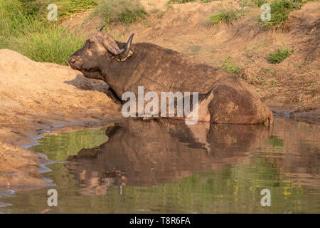 Au soleil d'Afrique dans l'eau en fin d'après-midi soleil, photographiée au Parc National Kruger en Afrique du Sud. Banque D'Images