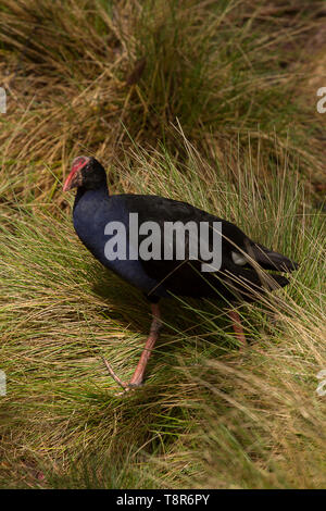 Le marais d'Australie Hen (Porphyrio melanotus) parmi les roseaux Banque D'Images