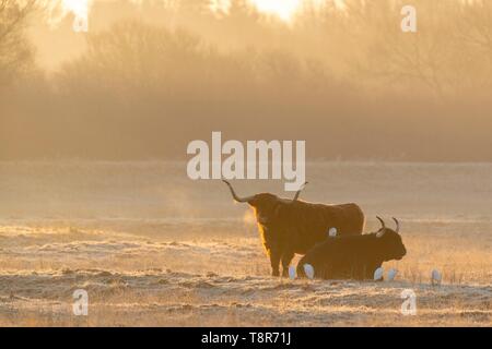 France, Picardie, Baie de Somme, Noyelles-sur-Mer, l'hiver, les vaches écossaises Highland cattle dans des aliments congelés au petit matin en hiver avec Western Cattle Egret Banque D'Images