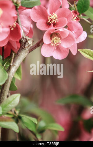 Scène d'un flowering quince Banque D'Images