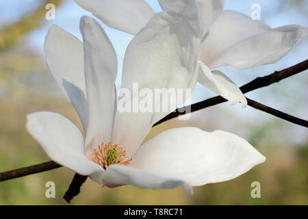 Magnolia 'Pegasus'. Fleurs blanches de Magnolia 'Pegasus', un hybride de M. cylindrica et M. denudata. UK. Aga Banque D'Images