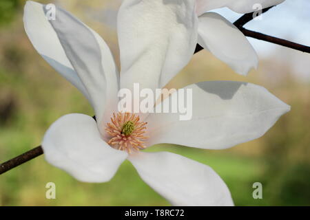 Magnolia 'Pegasus'. Fleurs blanches de Magnolia 'Pegasus', un hybride de M. cylindrica et M. denudata. UK. Aga Banque D'Images