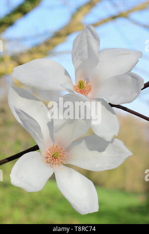 Magnolia 'Pegasus'. Fleurs blanches de Magnolia 'Pegasus', un hybride de M. cylindrica et M. denudata. UK. Aga Banque D'Images