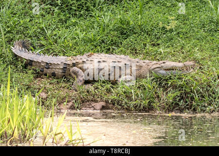 Crocodile américain, près de Laguna de Lagarto, le Costa Rica le 31 mars 2019 Banque D'Images