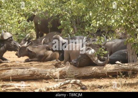 Troupeau de bisons Banque D'Images