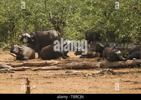Troupeau de bisons Banque D'Images