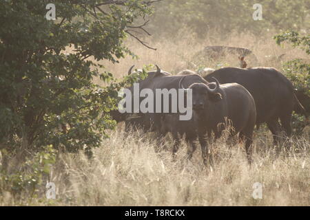 Troupeau de bisons Banque D'Images