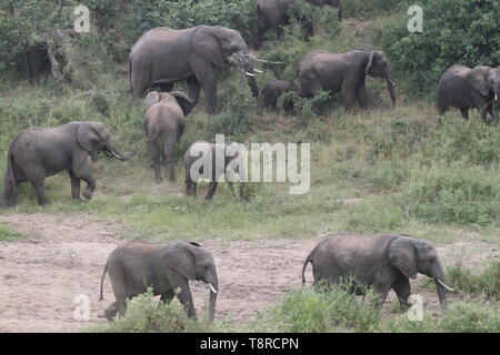Le pâturage des éléphants sur une rive du fleuve Banque D'Images
