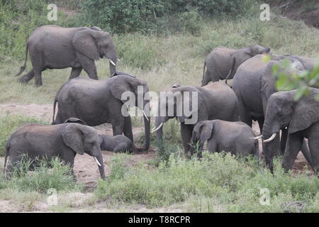 Le pâturage des éléphants sur une rive du fleuve Banque D'Images