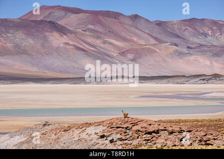 À la vigogne au-dessus du Salar Aguas Calientes, Désert d'Atacama, Chili Banque D'Images