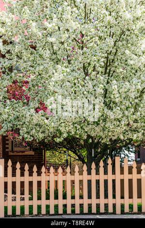 Clôture en bois blanc ; Cerisier en pleine floraison printanière ; Salida, Colorado, USA Banque D'Images