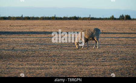 Un seul des moutons paissant sur une ferme australienne affectées par la sécheresse dans la faible lumière du lever ou coucher du soleil. Banque D'Images