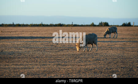 Deux moutons paissant sur une ferme australienne affectées par la sécheresse dans la faible lumière du lever ou coucher du soleil. Banque D'Images