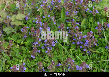 Rez-de-lierre (Glechoma hederacea) fleurs bleues sur evergreen prostré, rampante, avril Berkshire Banque D'Images