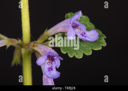 Rez-de-lierre (Glechoma hederacea) fleurs bleues sur réducteur evergreen prostré sur fond noir, Berkshire, Avril Banque D'Images