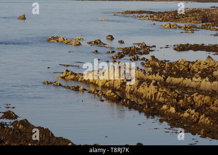 Géologie grès carbonifères exposées le long de la côte de Fife à marée basse sur un matin d'été. L'Écosse, au Royaume-Uni. Banque D'Images