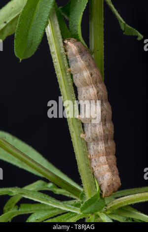 Ailes jaune (Noctua est issu) Dernier stade chenille sur gaillet gratteron (Galium aparine) un ravageur polyphage et vers-gris dans le sol Banque D'Images