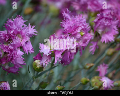 Dianthus plumarius rose dans le jardin Banque D'Images