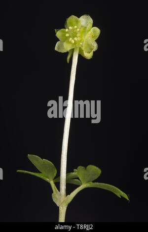 Moschatel ou cinq face bishop (Adoxa moschatellina) seule fleur de très petites plantes forestiers, Berkshire, Avril Banque D'Images