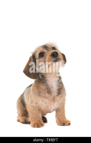 Mignon chiot teckel à poil jusqu'à la position assise et isolé sur fond blanc Banque D'Images