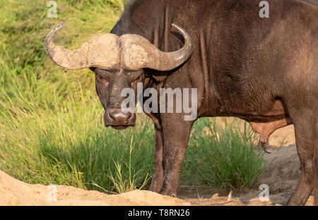 Buffle africain à la colère / hangry / faim. Photographié au Parc National Kruger en Afrique du Sud. Banque D'Images