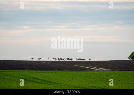 Un grand groupe de grues debout sur l'horizon sur un champ Banque D'Images