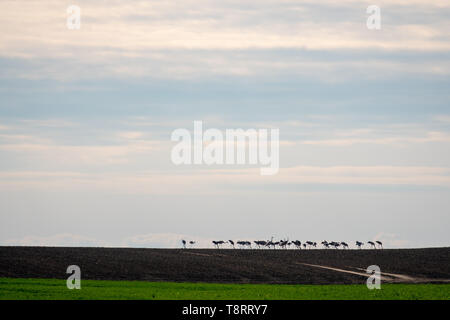 Un grand groupe de grues debout sur l'horizon sur un champ Banque D'Images