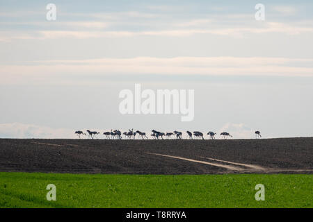 Un grand groupe de grues debout sur l'horizon sur un champ Banque D'Images