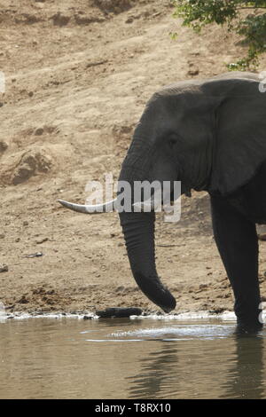 L'Éléphant de boire seul Banque D'Images