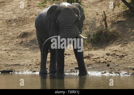 L'Éléphant de boire seul Banque D'Images