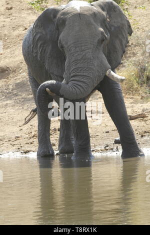 L'Éléphant de boire seul Banque D'Images