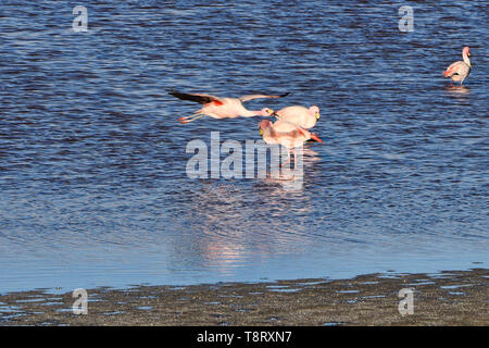 James's Vol de flamants roses (Phoenicoparrus jamesi), Eduardo Avaroa Réserve Nationale, Salar de Uyuni, Bolivie Banque D'Images