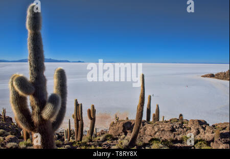 Cactus cardon géant (Echinopsis atacamensis) sur l'Isla Incahuasi, Salar de Uyuni, Bolivie Banque D'Images