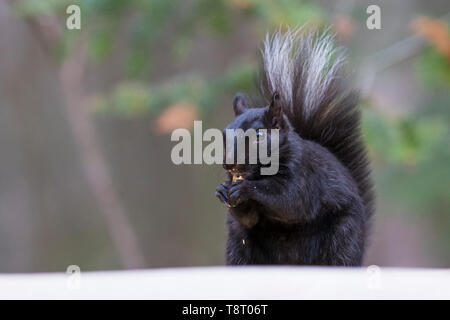 Noir Et Blanc D Un Ecureuil Gris De L Est Dans Le Piemont De Caroline Du Nord Photo Stock Alamy