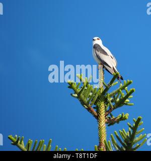 Elanus axillaris, oiseau de cerf-volant à épaulettes noires, dans un pin de Norfolk contre ciel bleu, comme un ange de Noël sur le dessus, Australie Banque D'Images