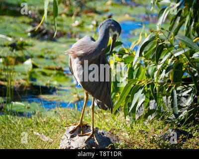 Oiseau, blanc face au héron sur une roche au bord de l'eau du lac sous un arbre chargé de feuilles, prêchant ses longues plumes grises bleues, Australie côtière Banque D'Images