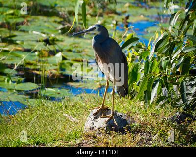 Heron blanc sur un rocher au bord du lac sous un arbre chargé de feuilles, posant pour son portrait, oiseau bleu gris à plumes, Australie Banque D'Images