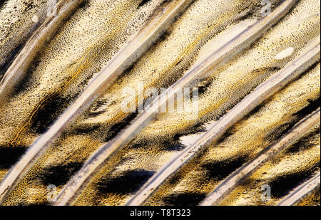 (Poissons/Sandre sandre, Sander lucioperca) nageoire close-up. Une partie de l'image semblent un peu soft en raison de la glaire couvrant la fin. Banque D'Images