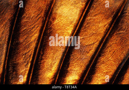 Nageoire dorsale close-up d'une perchaude (Perca fluviatilis). L'image apparaît un peu soft en raison du mucus épidermique couvrant la peau de poisson. Banque D'Images