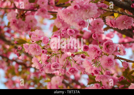 Branches de fleurs de cerisier sakura (rose) au printemps Banque D'Images