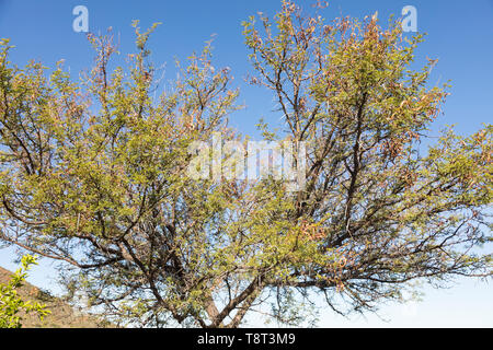 Sweet Thorn Tree (Vachellia karroo, Acacia karroo) avec des gousses séchées, Close up montrant l'épine détail, arbre indigène, Western Cape Afrique du Sud Banque D'Images