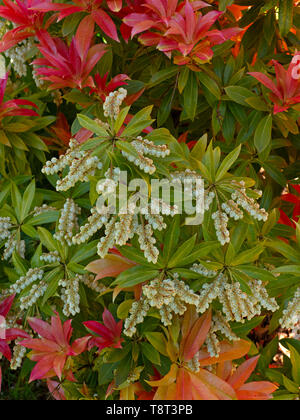 Andromède Pieris japonica japonais 'Forest Flame'. Banque D'Images