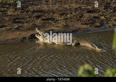 Grand crocodile du Nil au bord d'une rivière avec la bouche grande ouverte Banque D'Images