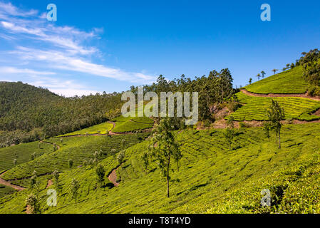 Vue aérienne horizontale à travers les plantations de thé à Eravikulam National Park de Munnar, Inde. Banque D'Images