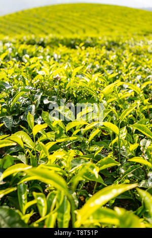 Close up verticale de plus en plus sur une plantation de thé à Munnar, Inde. Banque D'Images